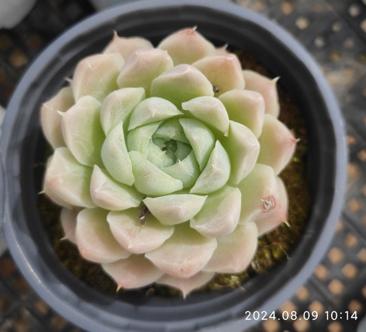 QN619 Echeveria Hughmillus