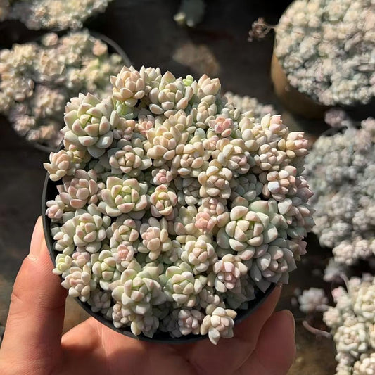 23193 Echeveria Pink Prolifica (9cm pot size)