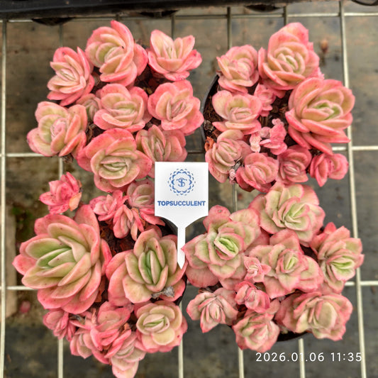22262 Echeveria Ice Rose (9cm pot size)