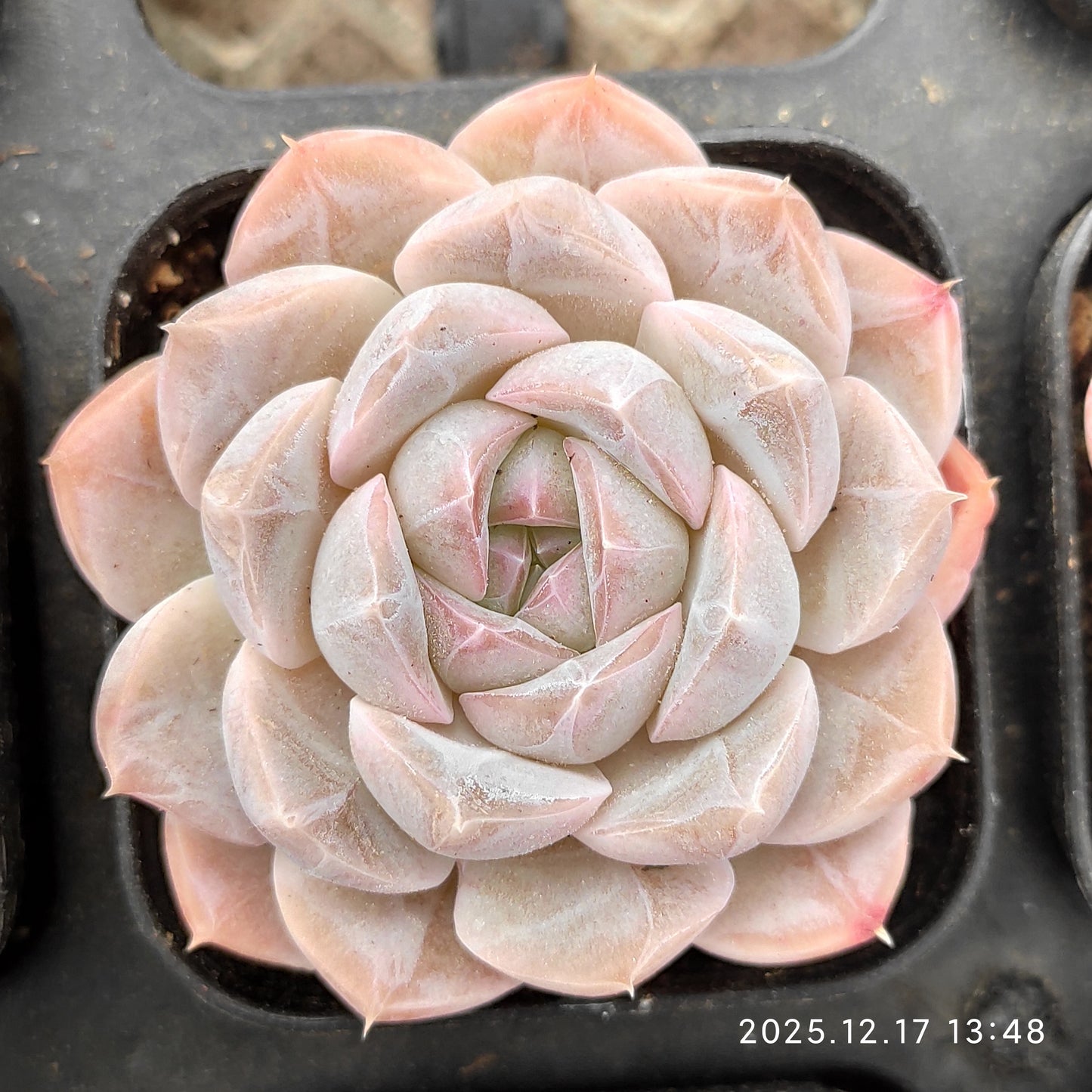 23759 Echeveria Thick Monroe Hyb (5.5cm pot size)