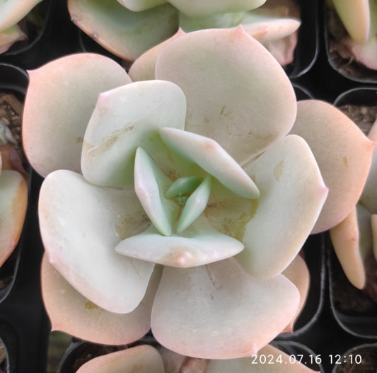 MMT288 Echeveria White Phoenix