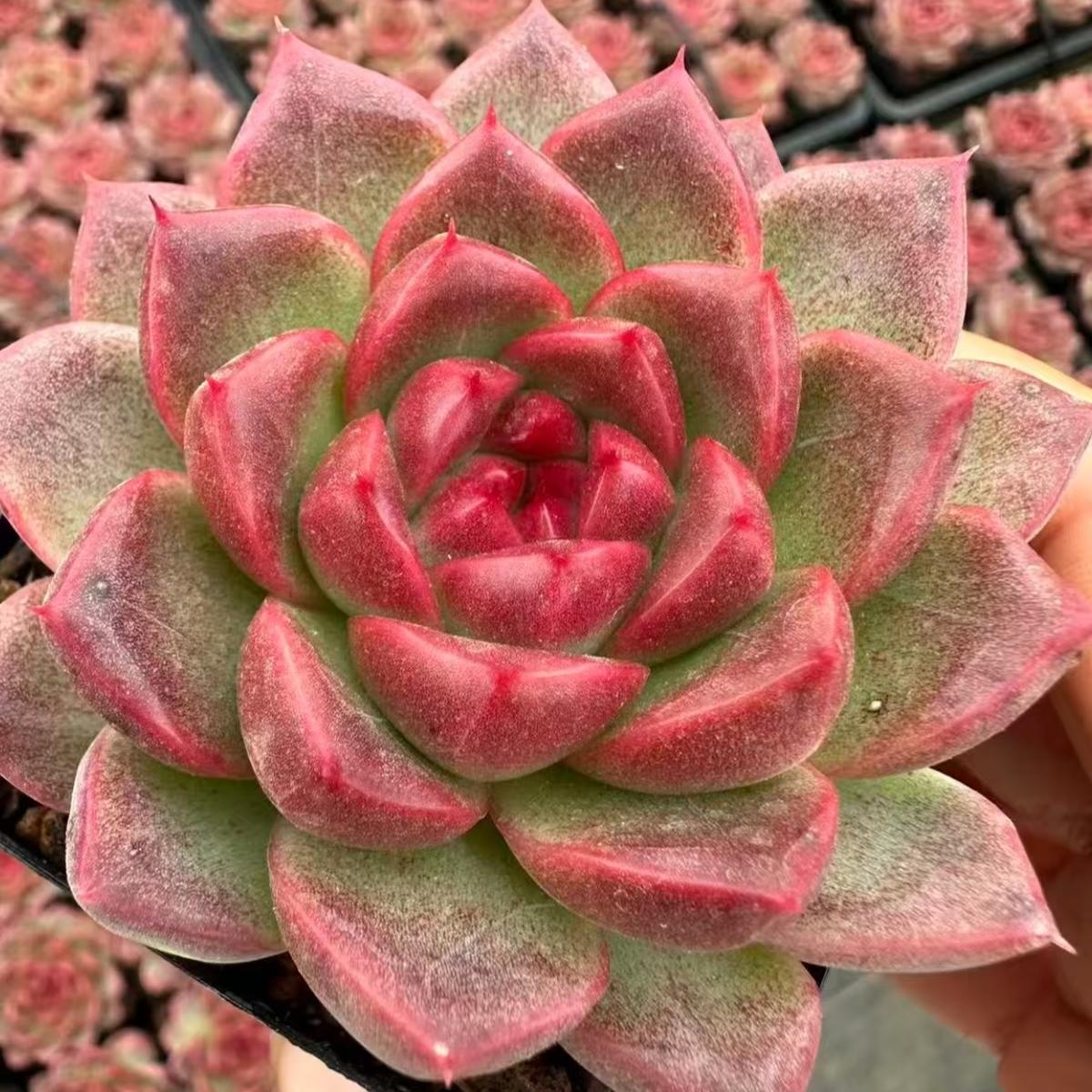 21972 Echeveria Strawberry Bear (7cm pot size)