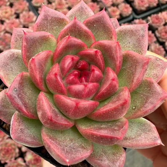 21972 Echeveria Strawberry Bear (7cm pot size)