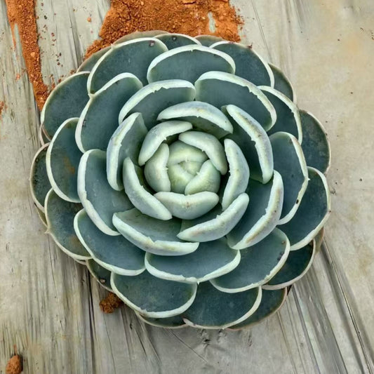 22022 Echeveria Europe Blue Velvet (9cm pot size)