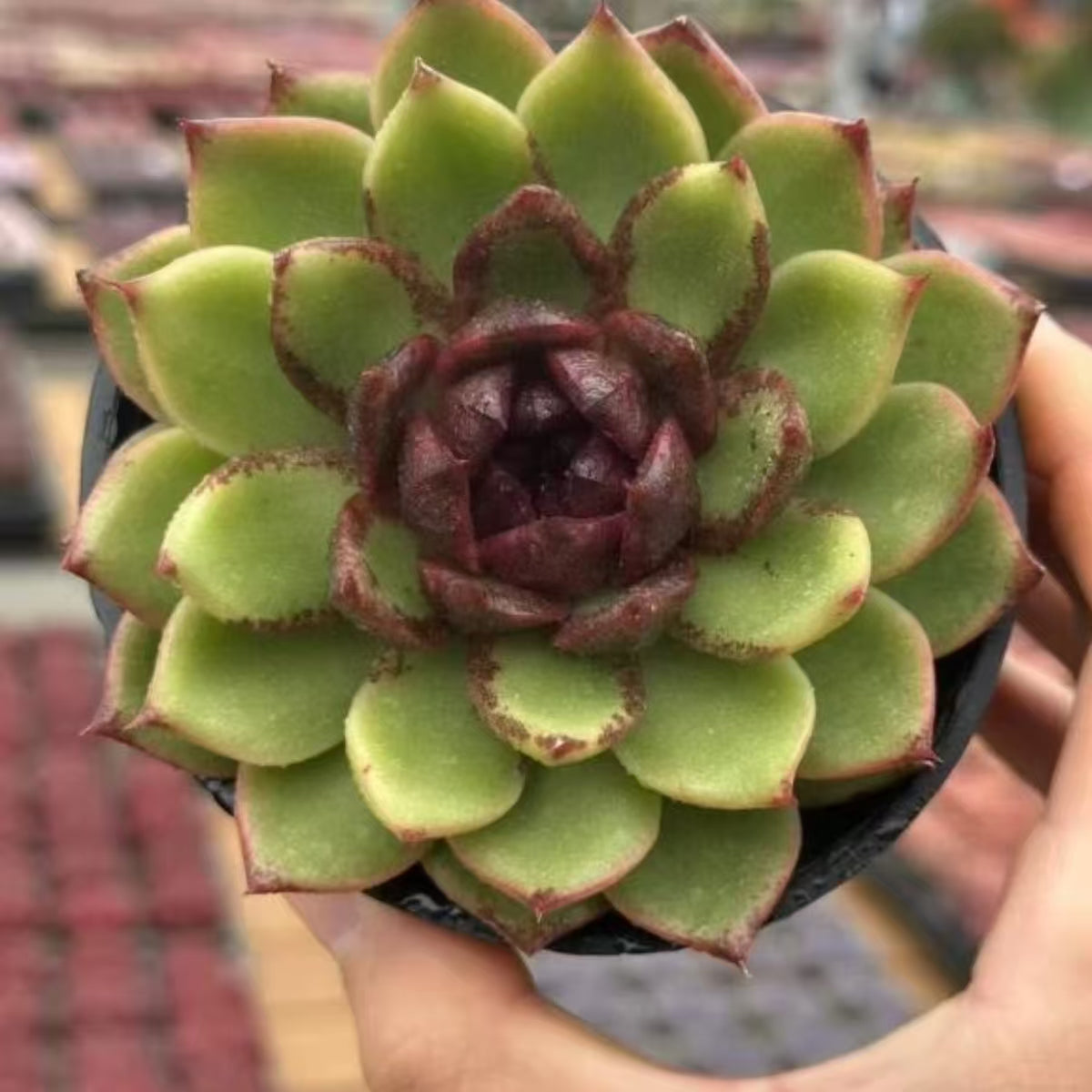 QNY154 Echeveria Green Light Lorest(10cm pot size)