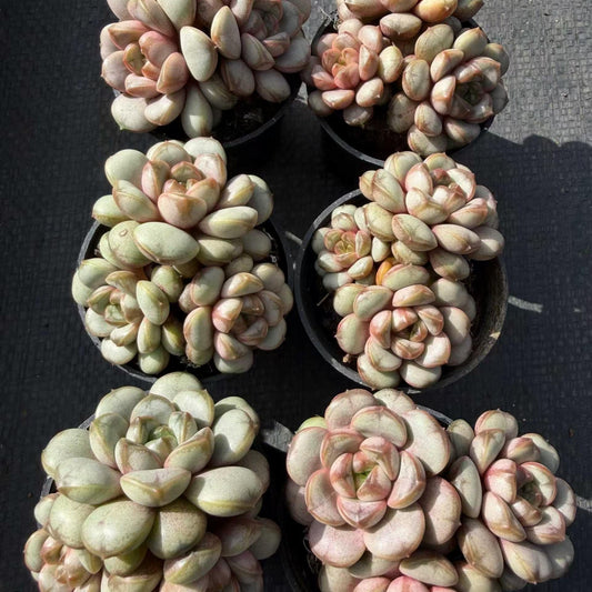 23382 Echeveria Ametum (5.5cm pot size)
