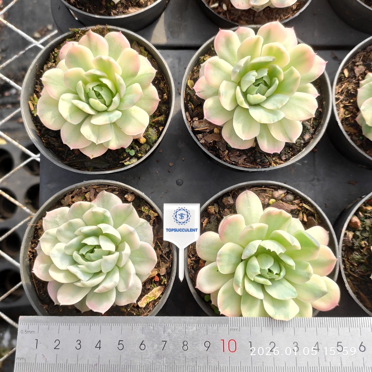 17286 Echeveria Berry Variegated (8cm pot size)