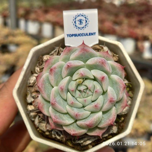 25115 Echeveria White Luck (6.5cm pot size)