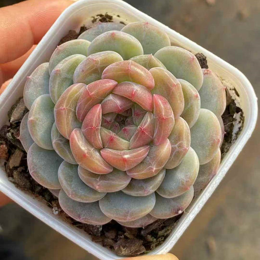 24479 Echeveria Jennifer Hyb (7cm pot size)