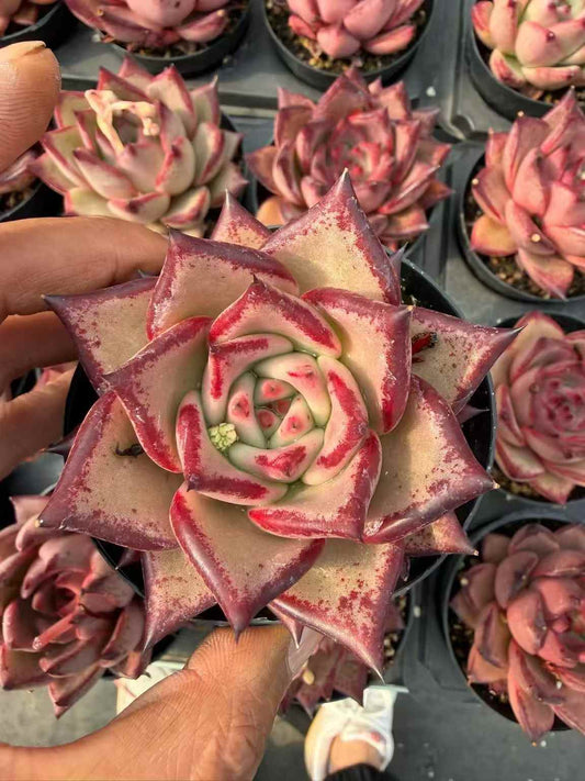 24066 Echeveria Blood Romeo (9cm pot size)