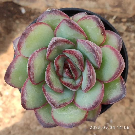 MMY1243 Echeveria Mexico Pulidones(5.5cm pot size)