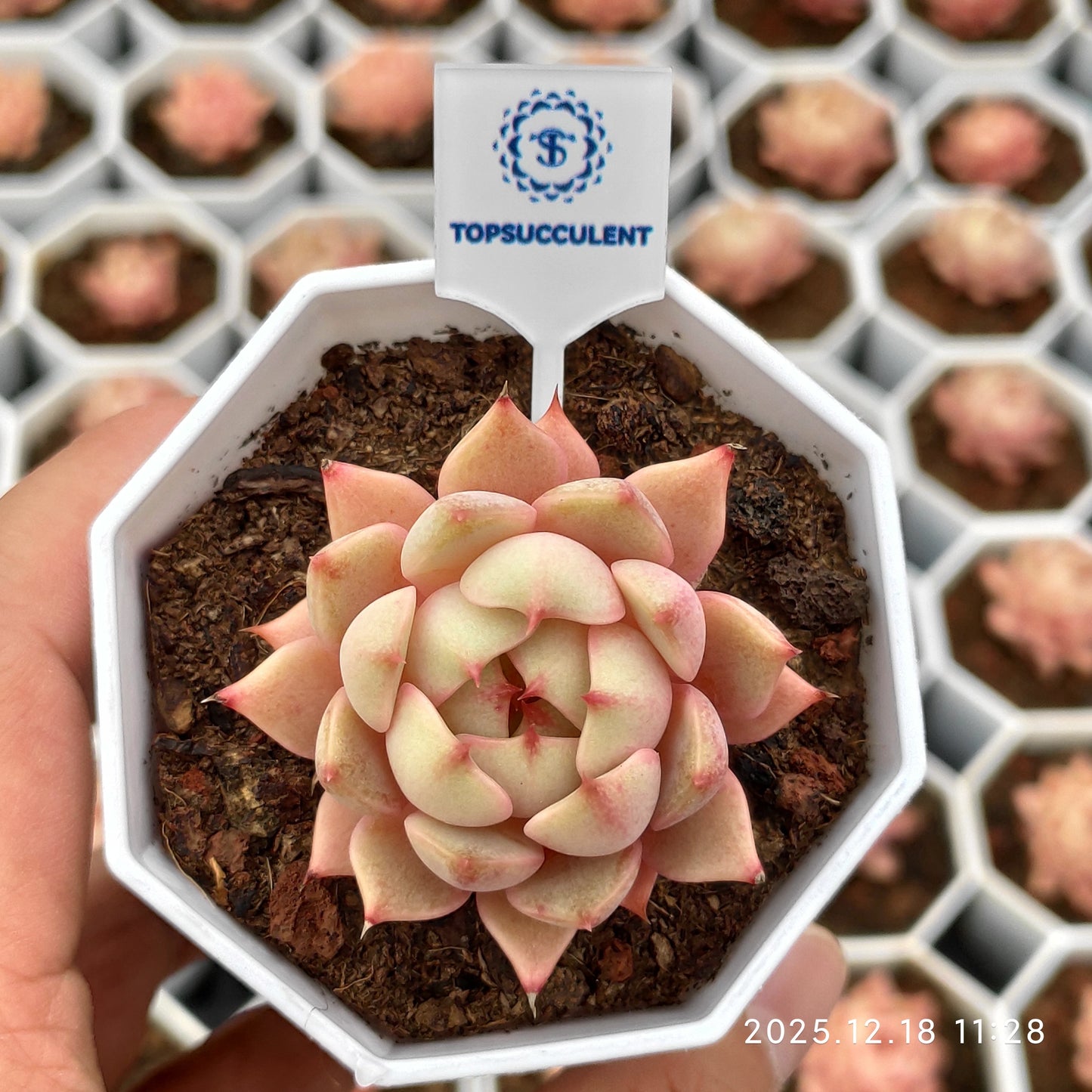 15256 Echeveria Benbadis (7cm pot size)