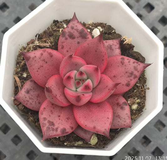 20614 Echeveria Romeo (6.5cm pot size)