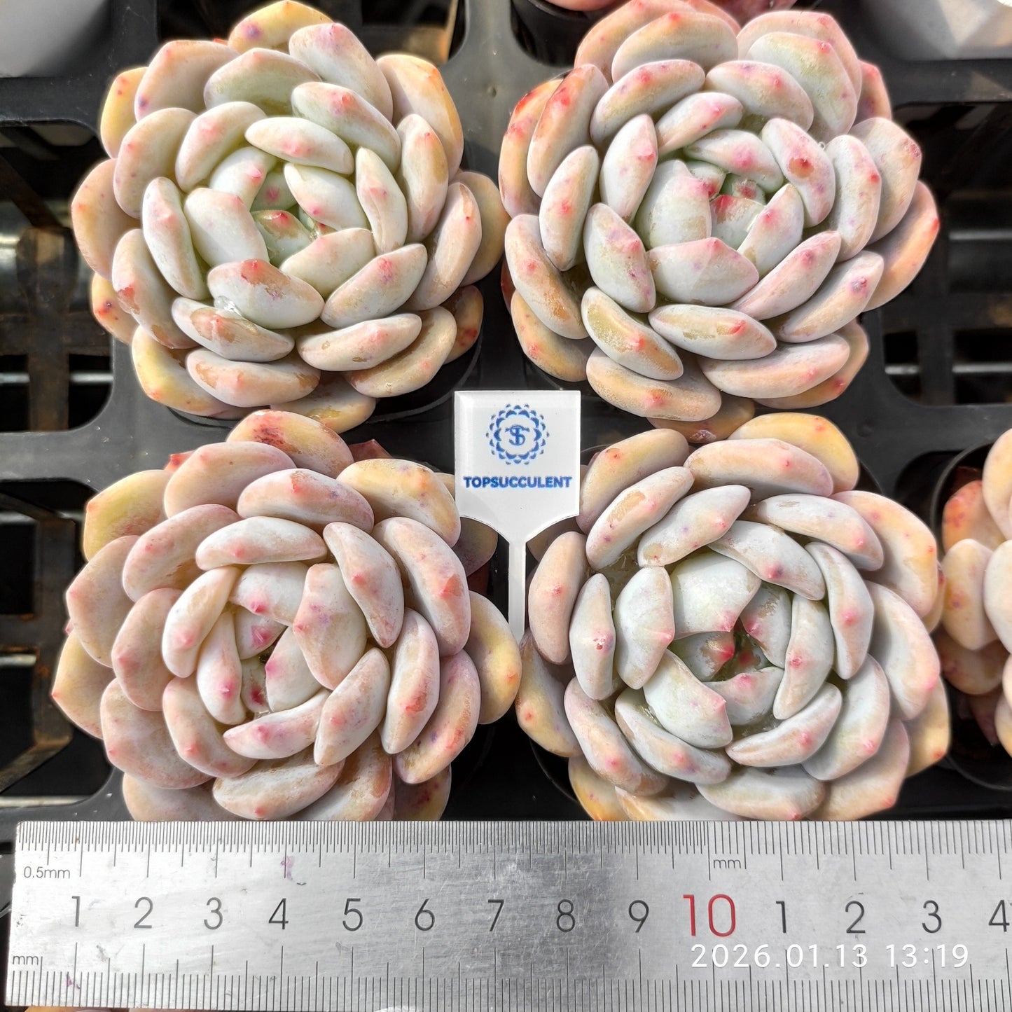 80514 Echeveria Orange Monroe (6.5cm pot size)