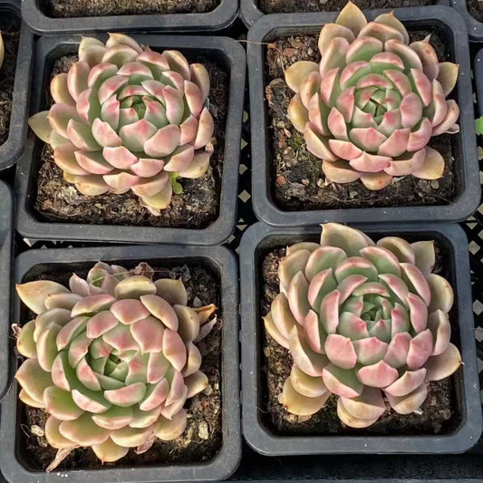 25368 Echeveria Crystal Lover Variegated (9cm pot size)