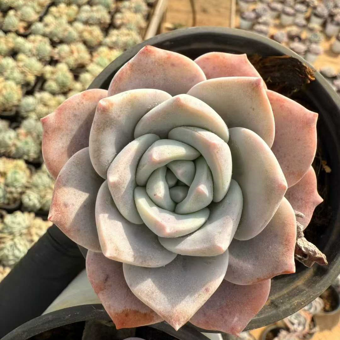 12225 Echeveria Sakura Snow (9cm pot size)