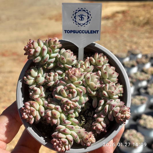 23225 Echeveria Caramel Sprite (9cm pot size)