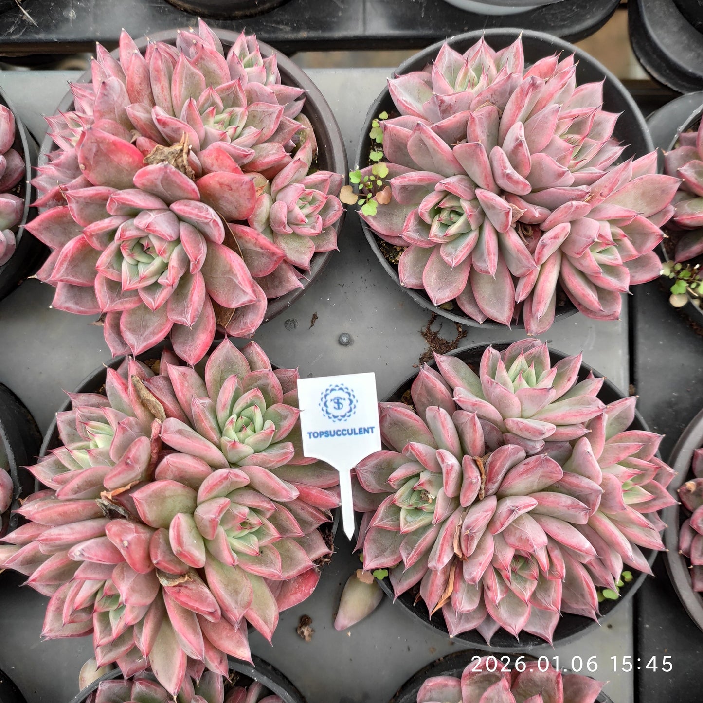 24410 Echeveria Black Swan (9cm pot size)