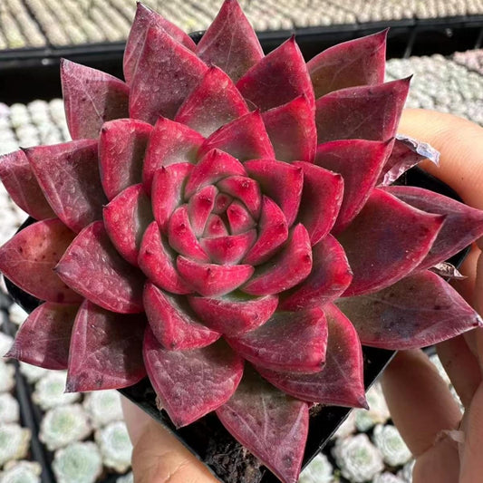 22624 Echeveria West Wind (7cm pot size)