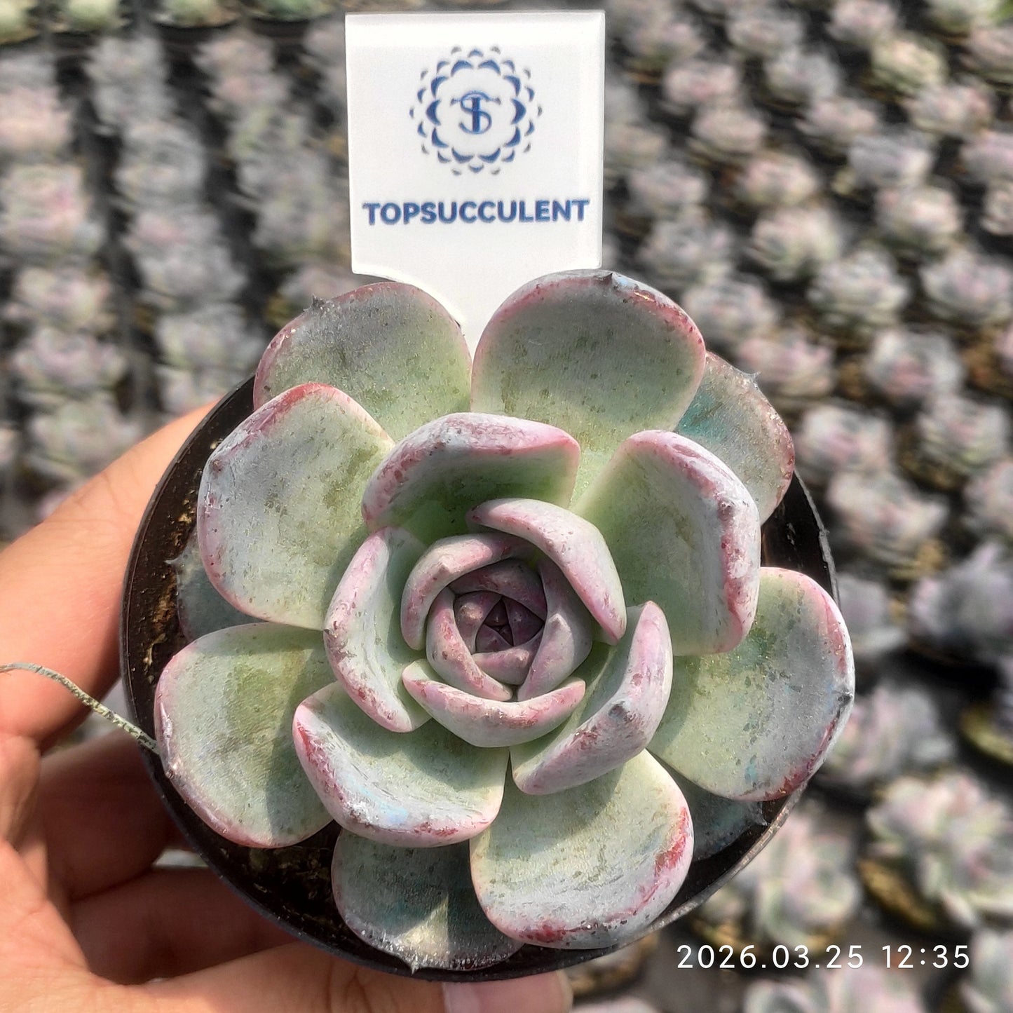 25156 Echeveria Black Monroe (9cm pot size)