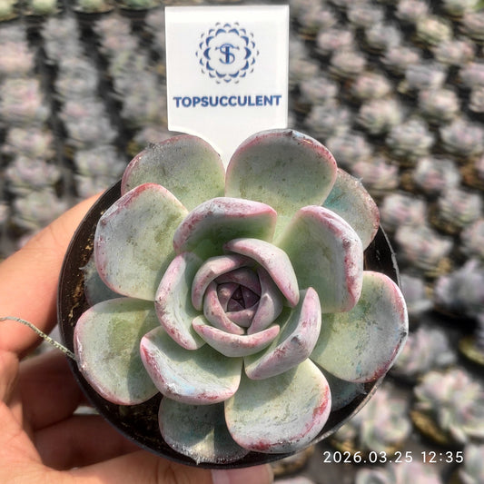 25156 Echeveria Black Monroe (9cm pot size)