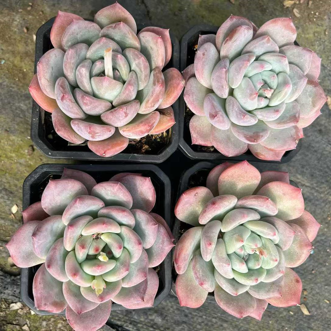 16091 Echeveria Oviferum Hyb (9cm pot size)