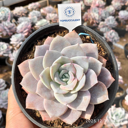 24124 Echeveria Sakura Snow (16cm pot size)