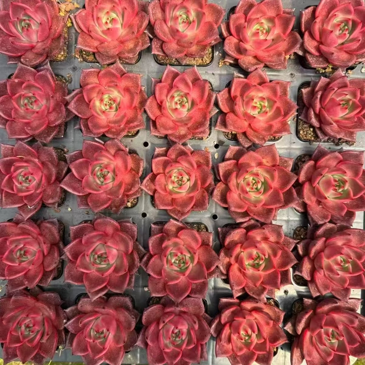 21168 Echeveria Red Robe (7cm pot size)