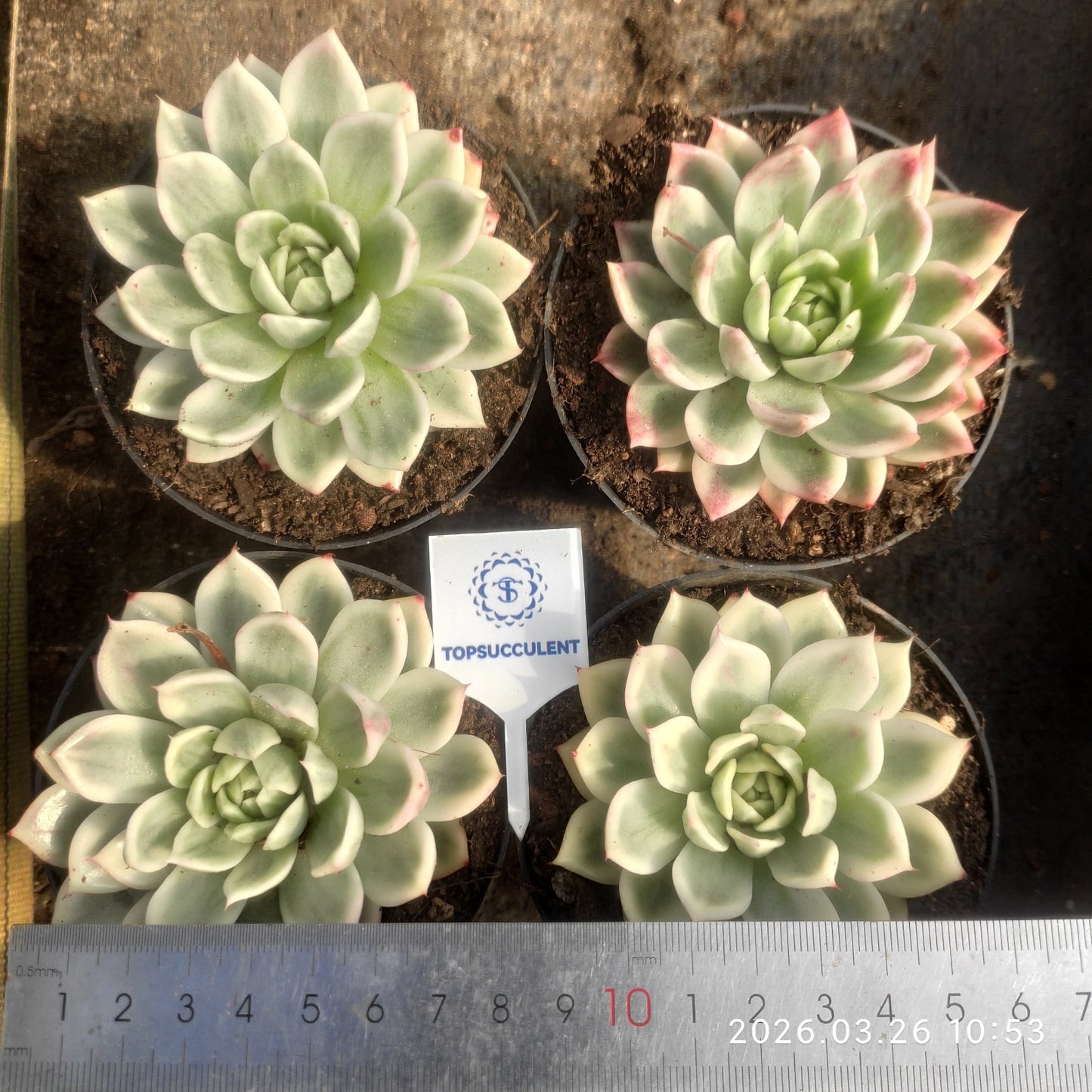 21201 Echeveria Butterfly Variegated (10cm pot size)