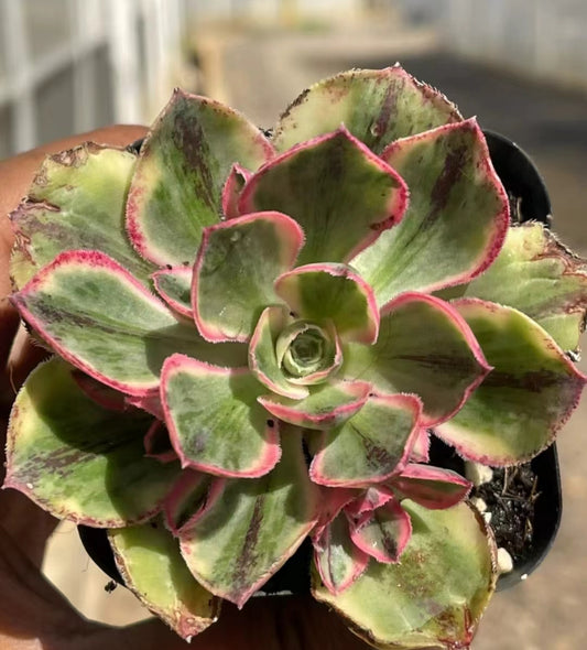 BL1030-POT Aeonium Red Fuji Variegated