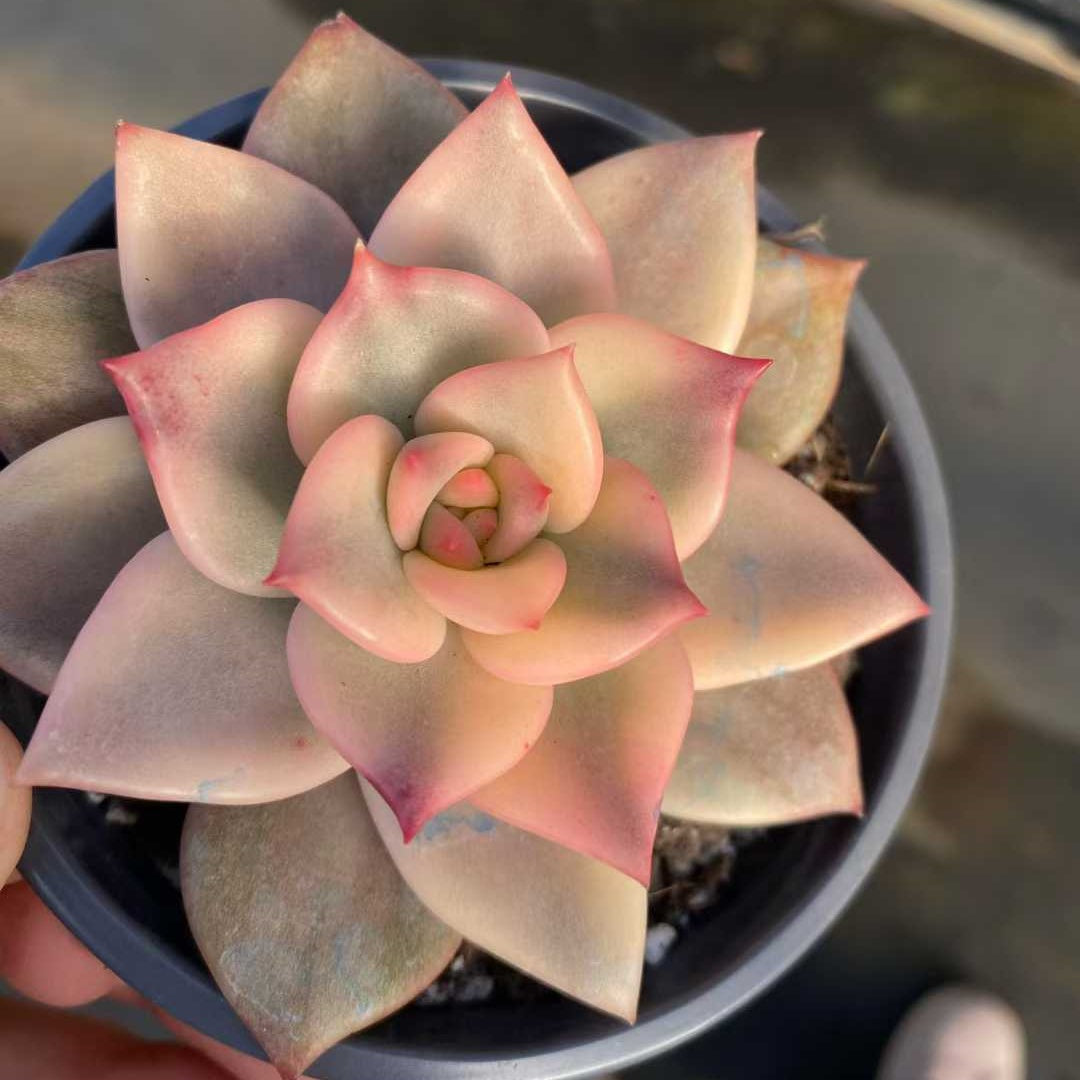 24847 Echeveria Carmela Variegated (9cm pot size)