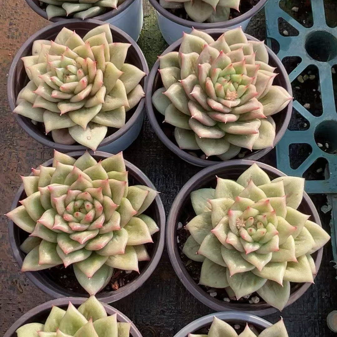 25148 Echeveria Lincoln (9cm pot size)