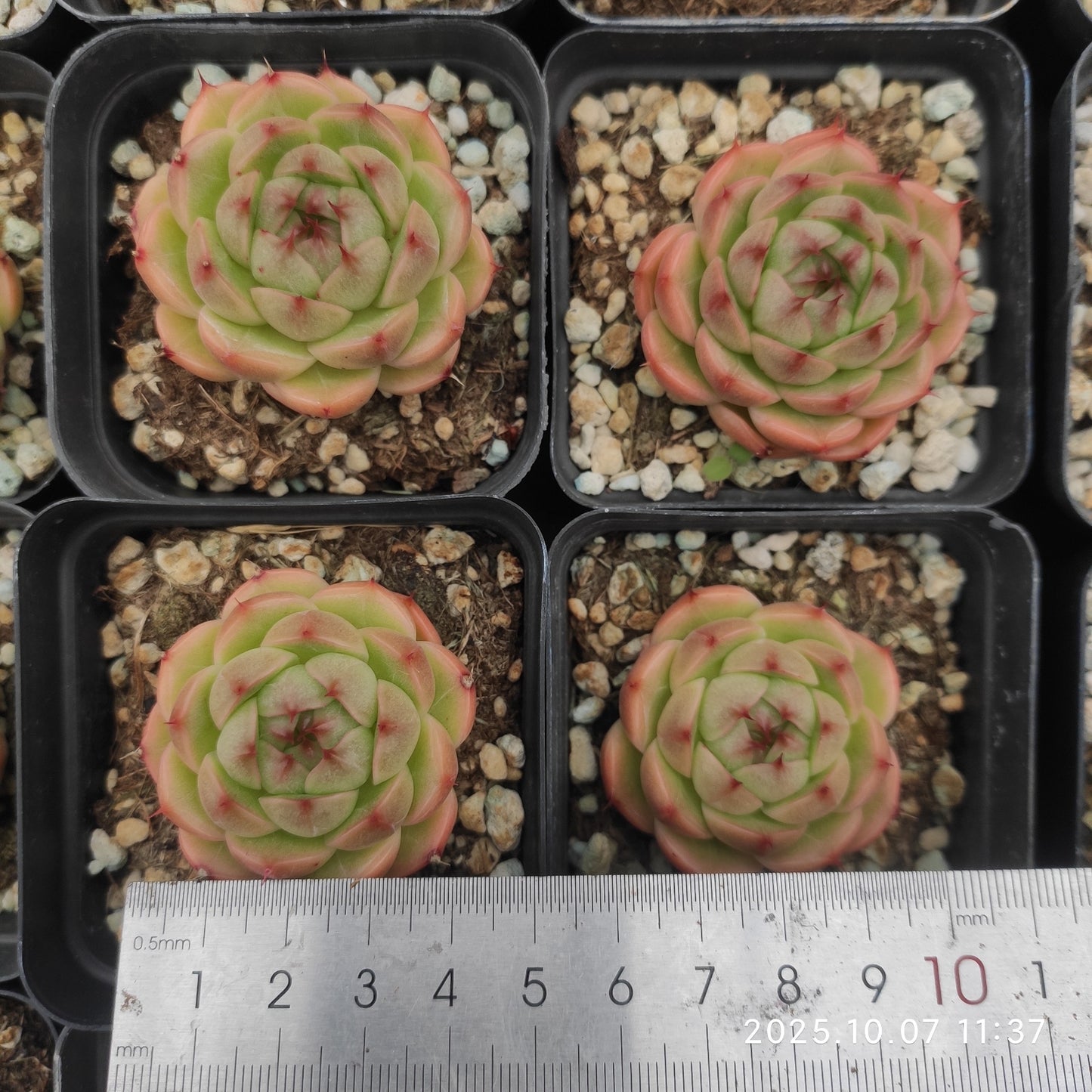 XQ1459 Echeveria Malgan Queen Hyb(7cm pot size)