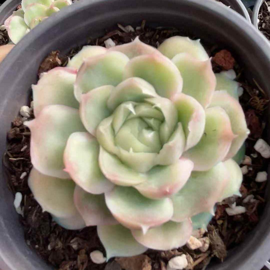 25050 Echeveria Shrimp Dumplings (7cm pot size)