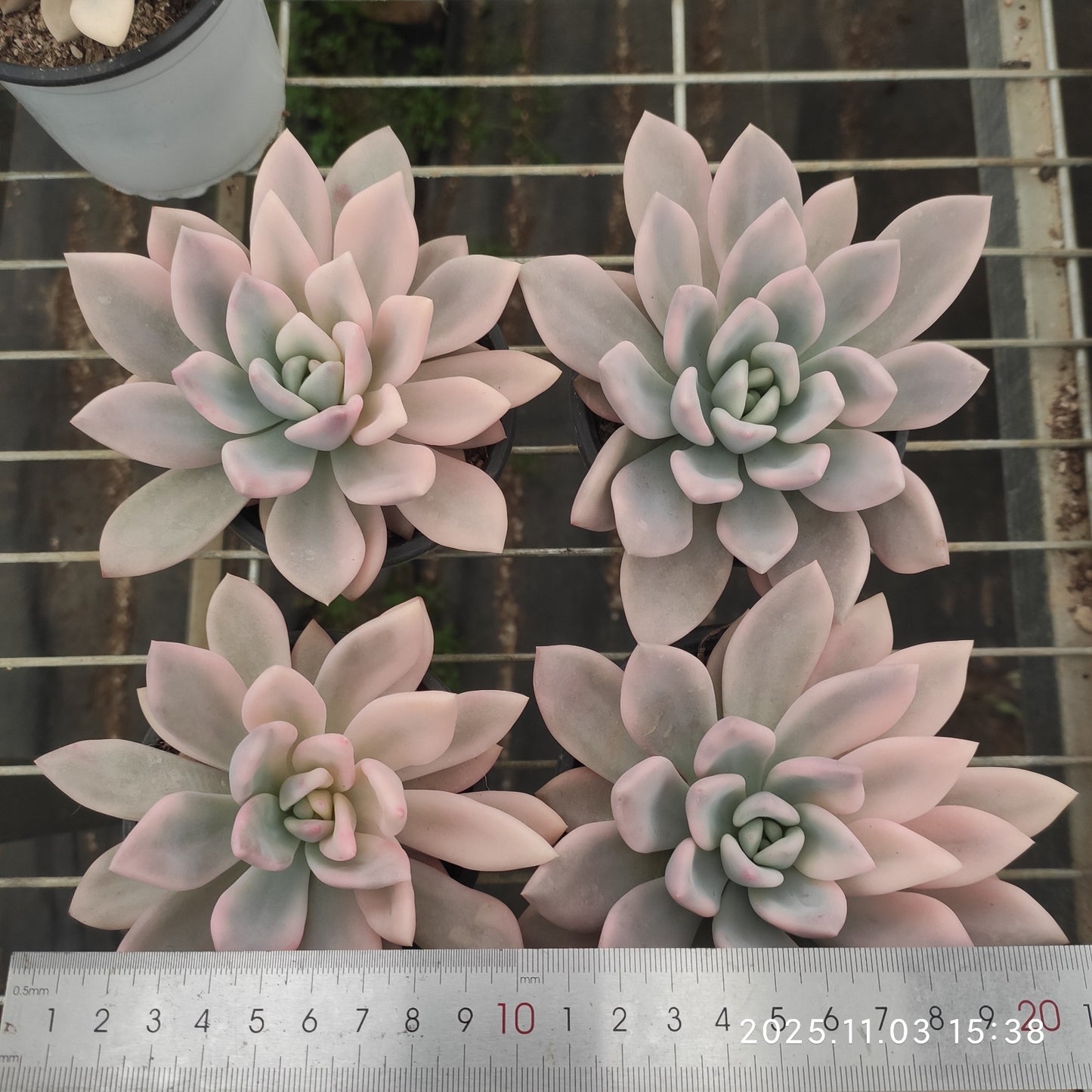 21307 Echeveria Opalina Variegated (12cm pot size)