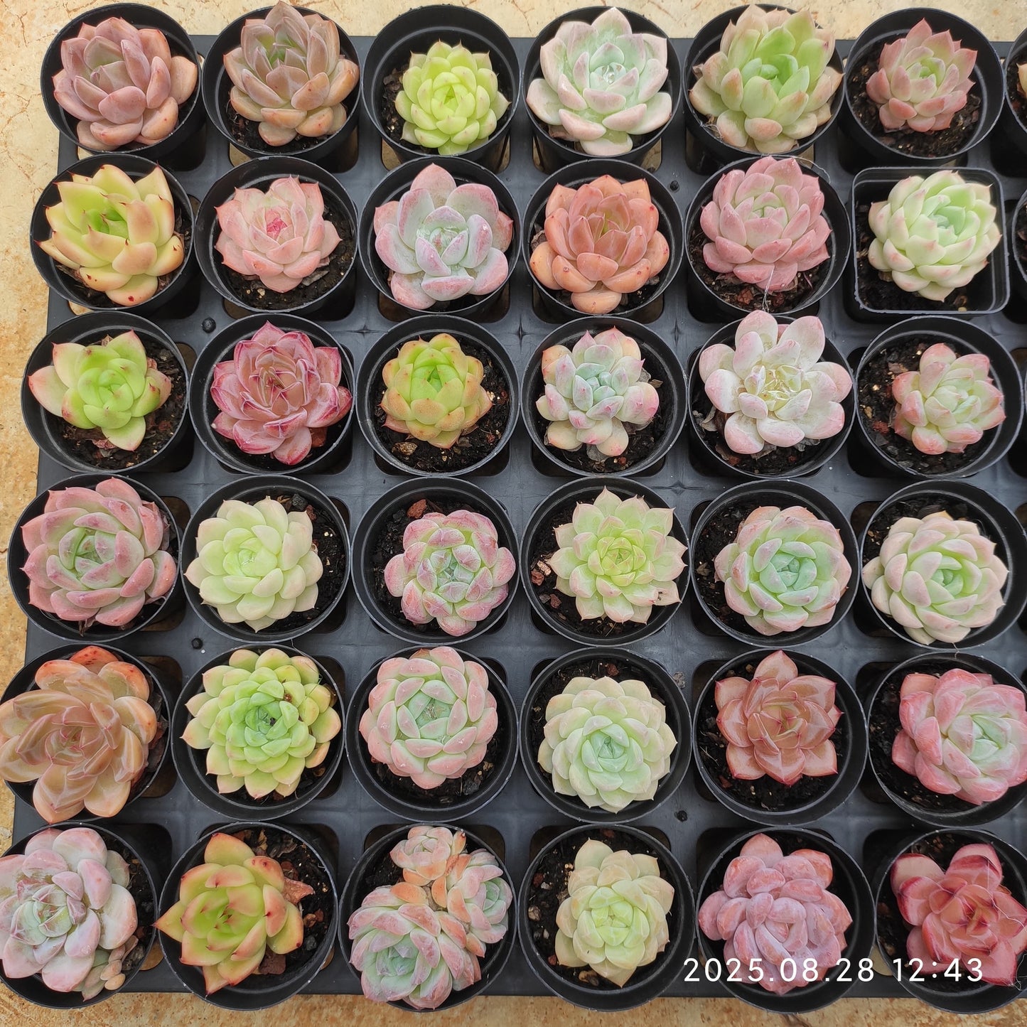 20414 Echeveria Diana  x RasAga (5cm pot size)