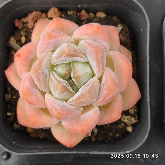 LMM388 Echeveria Lonely Heart Hyb(7cm pot size)