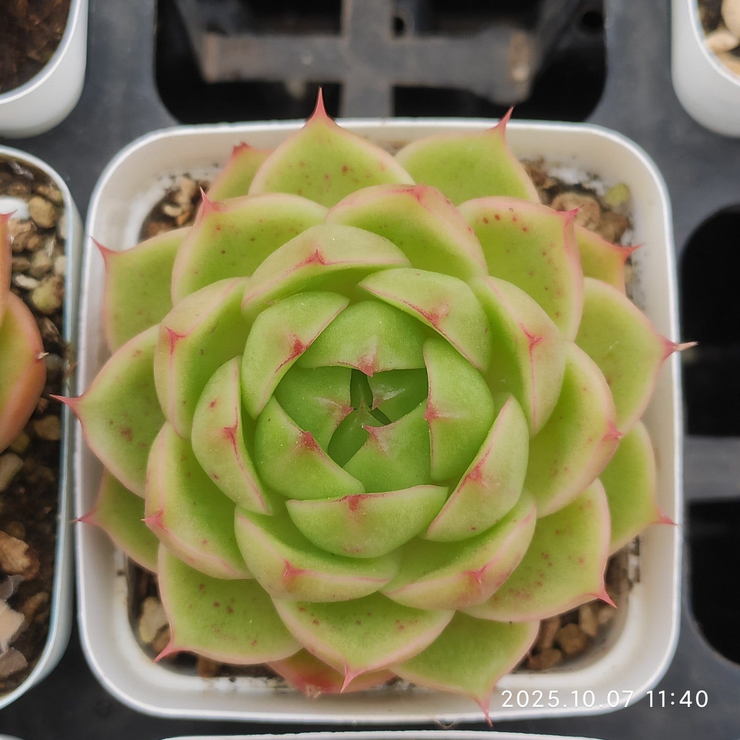XQ1429 Echeveria Green Jade Hyb(7cm pot size)