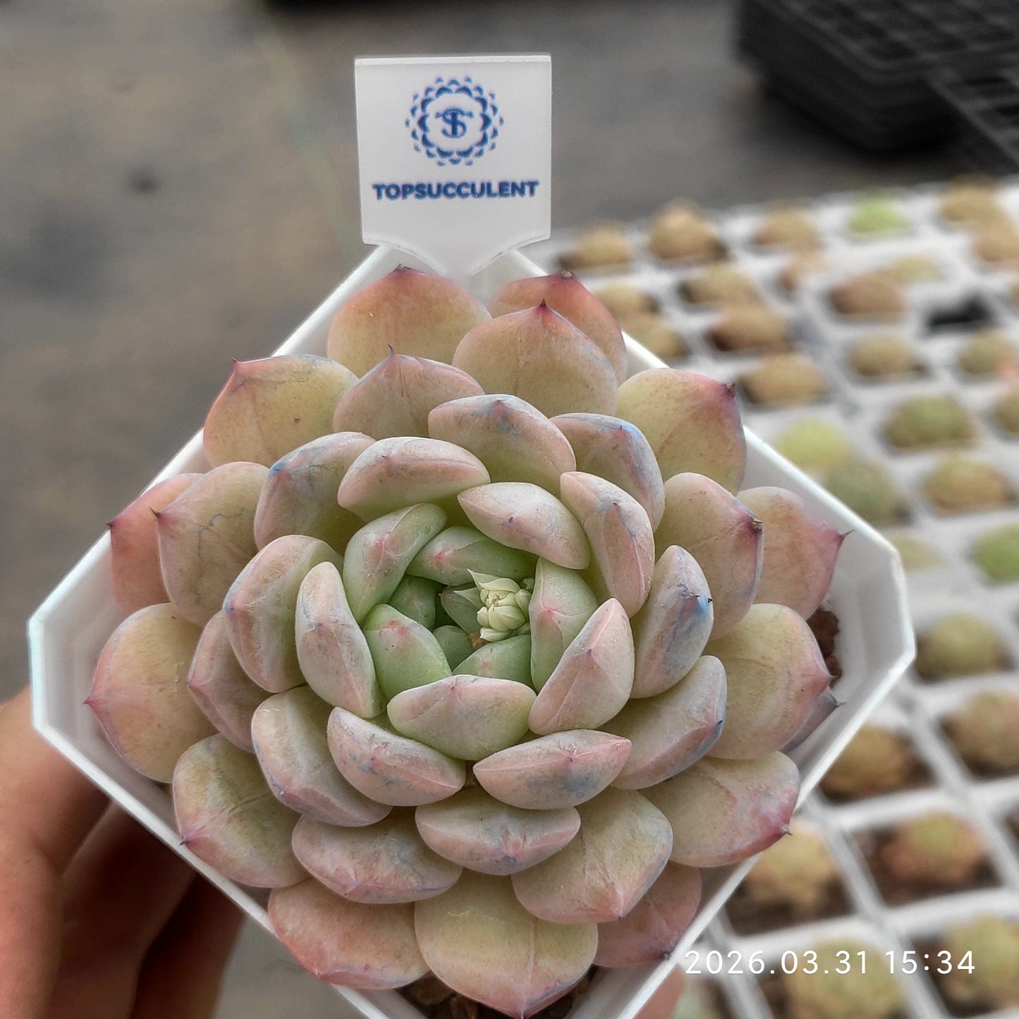 25526 Echeveria Frost Pearl (7cm pot size)