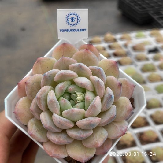 25526 Echeveria Frost Pearl (7cm pot size)