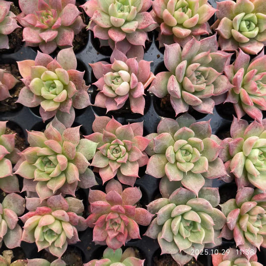 21709 Echeveria Little Conch Hyb (3cm pot size)