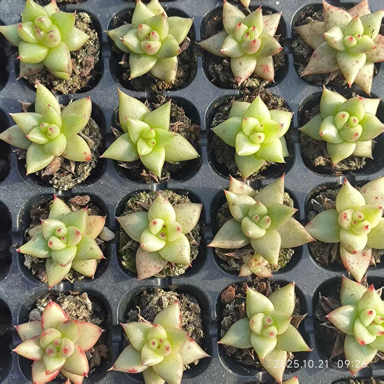 12862 Echeveria Gold Maria (3cm pot size)