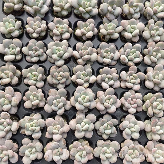 21705 Echeveria Original Cheez (3cm pot size)