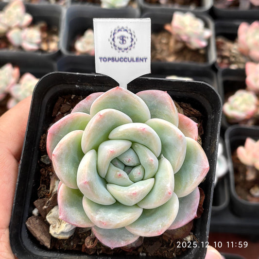 15486 Echeveria Amabille (7cm pot size)