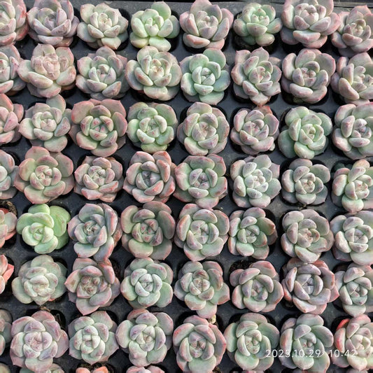 21696 Echeveria Ice Heart Jenny (3cm pot size)