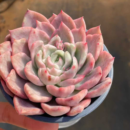 14470 Echeveria Prodidity Variegated (9cm pot size)