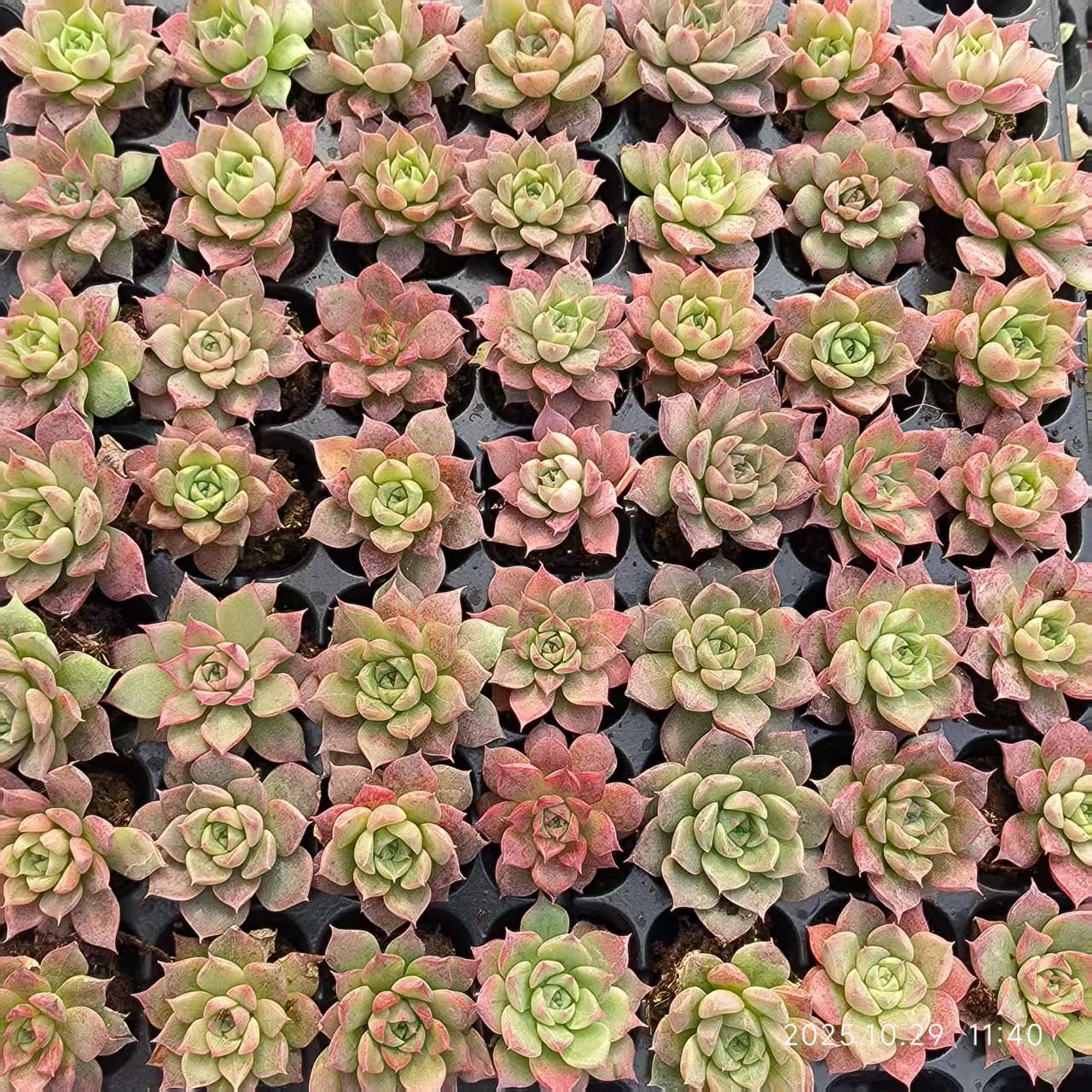 21709 Echeveria Little Conch Hyb (3cm pot size)