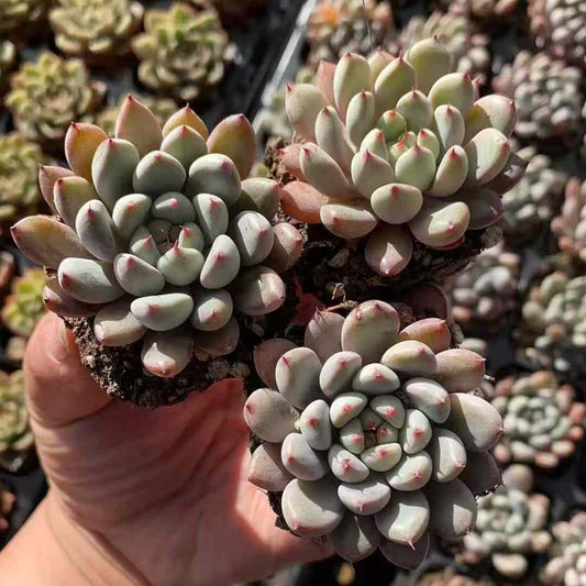 25363 Echeveria Soriel (5cm pot size)