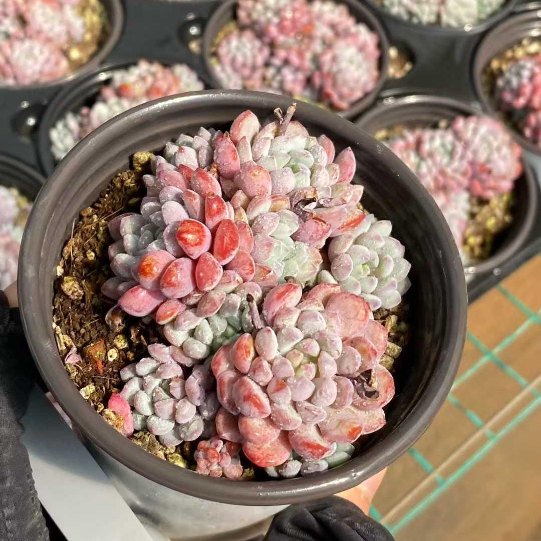 22794 Echeveria Original Amoena (9cm pot size)