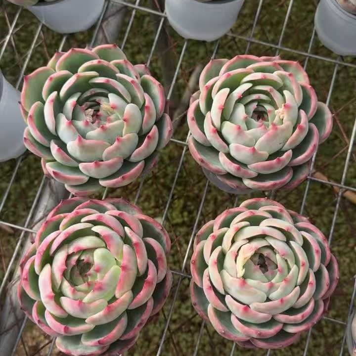 25713 Echeveria Fairy Doll (12cm pot size)